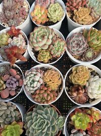 High angle view of food for sale