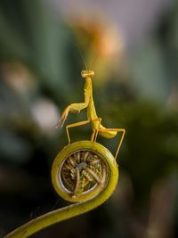 Little mantis on the leaf