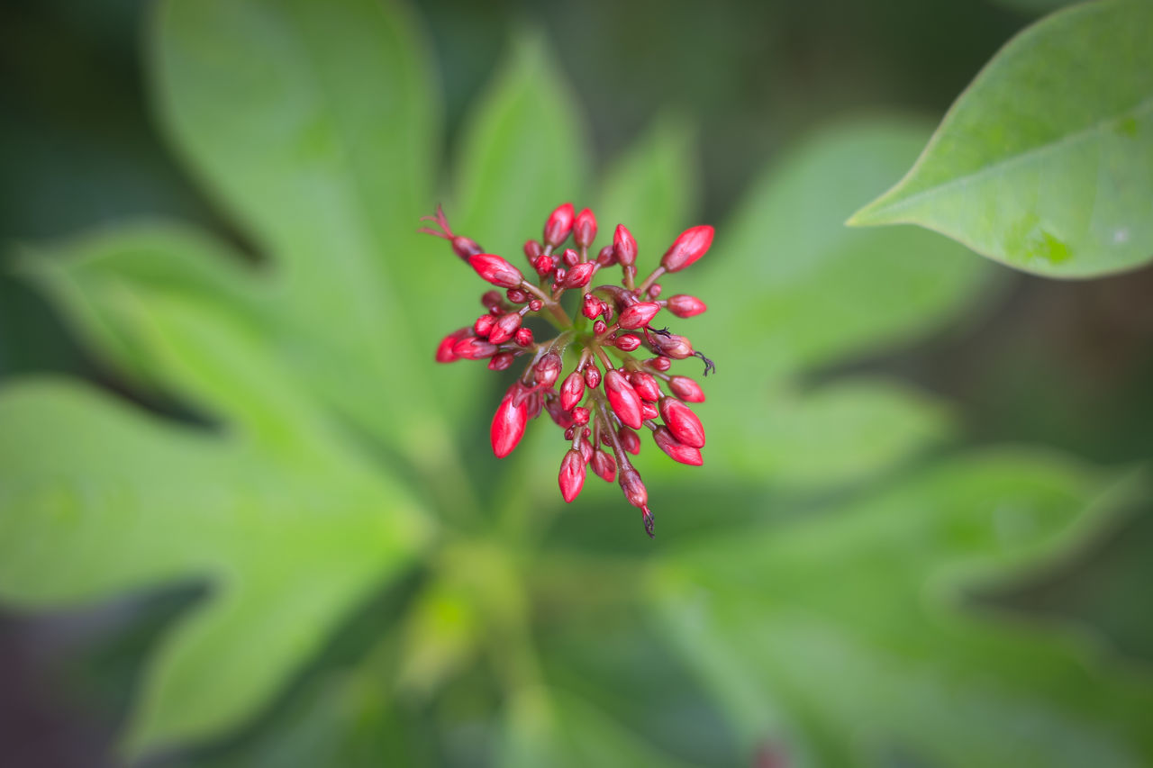 CLOSE-UP OF RED FLOWERING PLANTS