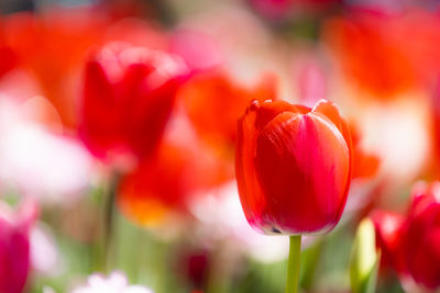 Close-up of red tulip