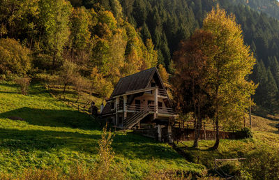 Scenic view of trees in forest