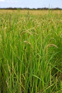 Crops growing on field