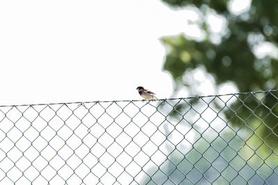 Bird perching on a fence against sky