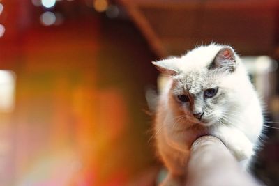 Close-up of cat looking at camera