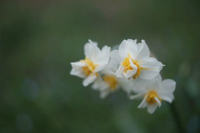 Close-up of white flowers