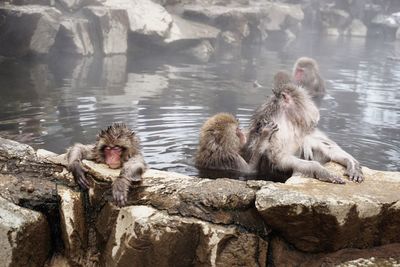 Japanese macaques in hot spring during winter