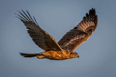 Low angle view of bird flying against clear sky