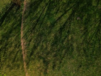 Full frame shot of trees on field