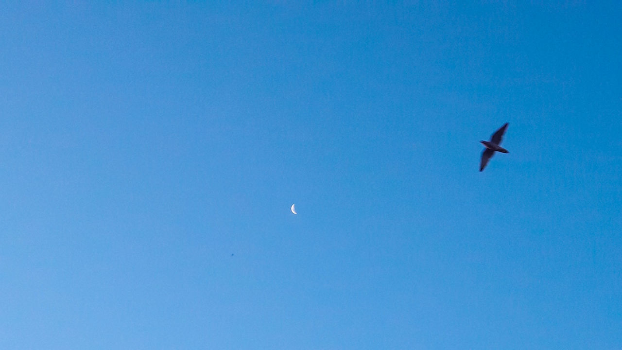 LOW ANGLE VIEW OF AIRPLANE IN FLIGHT