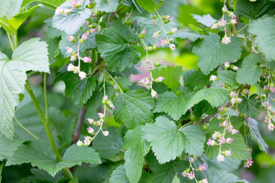 High angle view of flowering plant