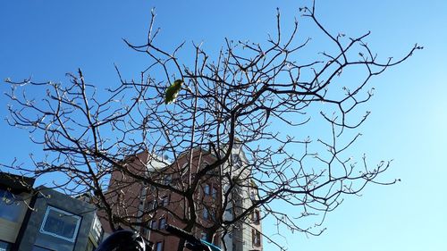 Low angle view of bare tree against sky