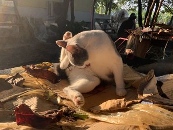 View of a cat relaxing on wood