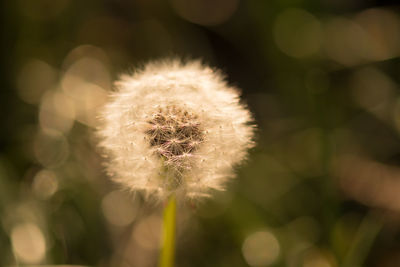 Close-up of flower against blurred background