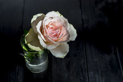 Close-up of rose on table