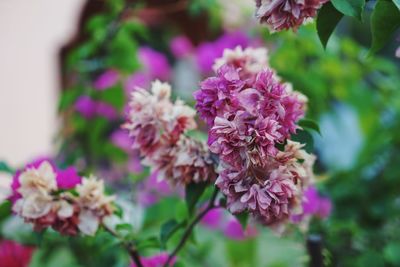 Close-up of pink flowering plant