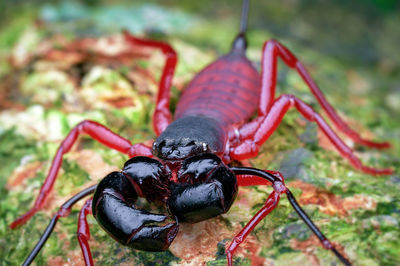 Close-up of black insect