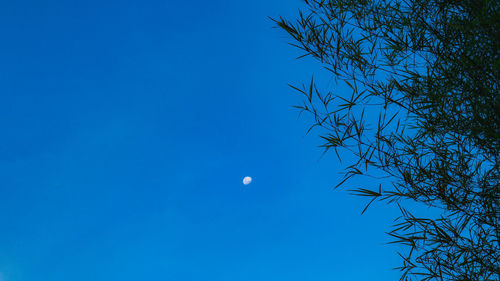 Low angle view of tree against blue sky