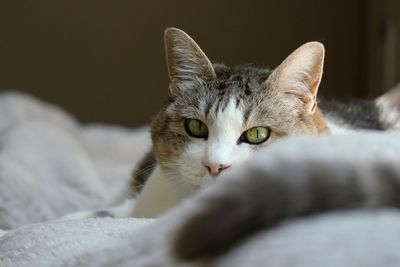 Close-up portrait of cat lying on bed