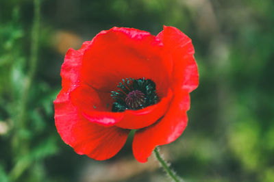 Close-up of red rose flower