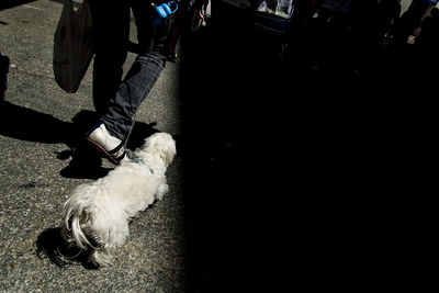 Low section of man with dog walking on street