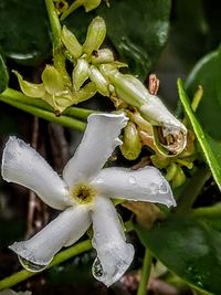 Close-up of wet flower