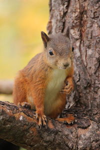 Squirrel on tree trunk