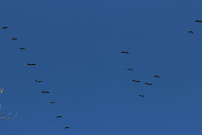 Low angle view of birds flying in sky