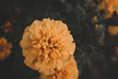 Close-up of marigold flower