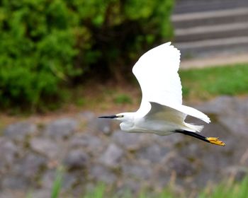 Seagull flying