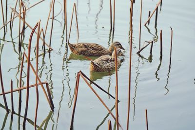 Duck swimming in lake