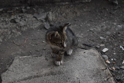 High angle view of tabby on road