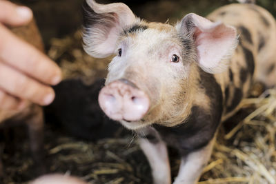 Close-up of hand feeding pig at farm