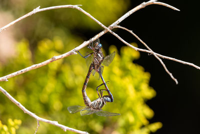 Close-up of insect on plant