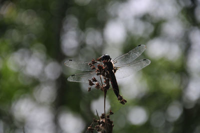 Close-up of dragonfly on flower