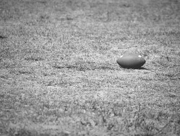 Close-up of ball on field