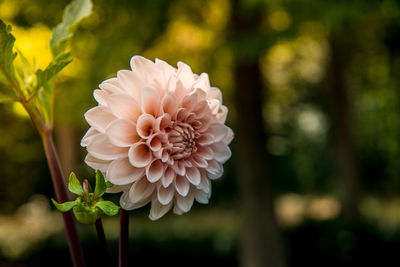 Close-up of white dahlia flower