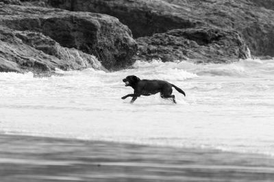 Dog running while carrying ball in mouth at beach