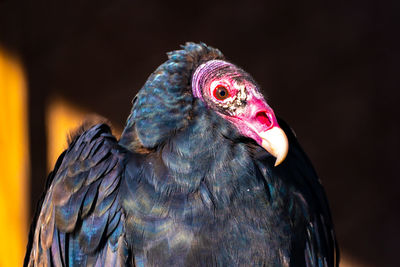 Close-up of a bird