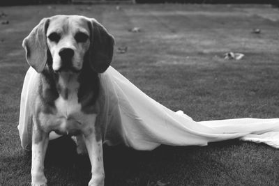 Dog looking away on field