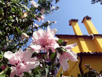 Low angle view of pink flowers blooming on tree