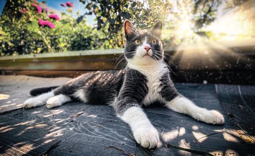 View of a cat looking away