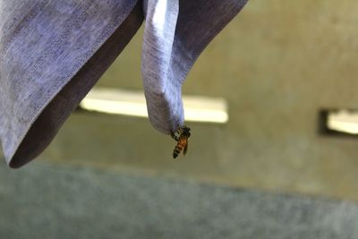 Close-up of insect on wall