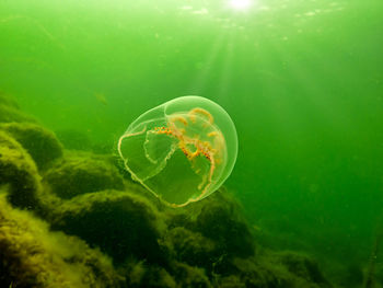 A moon jellyfish or aurelia aurita in green ocean water