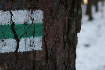 Close-up of tree trunk