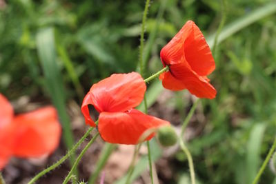 Close-up of orange poppy flower