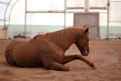 Side view of a horse in ranch