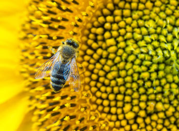 Close-up of honey bee pollinating on flower