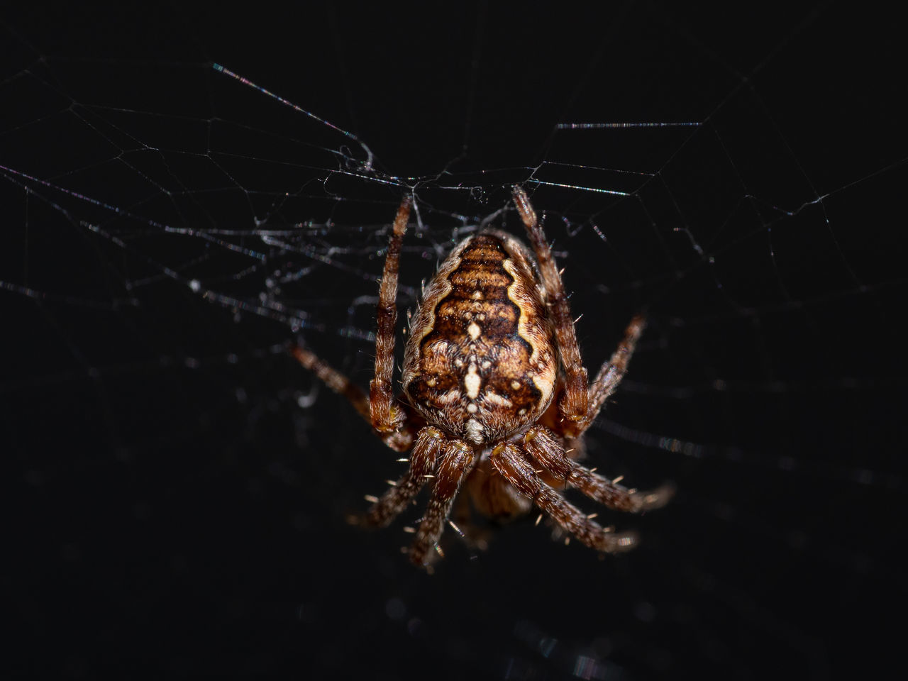 CLOSE-UP OF SPIDER AND WEB