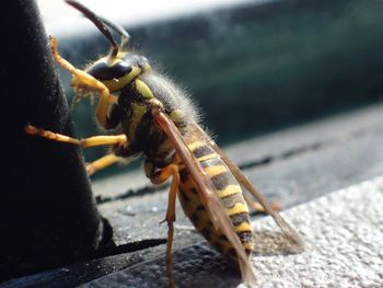 Close-up of insect