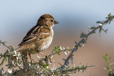 Close-up of bird perching on branch